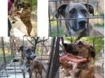DIANA, dolce mix boxer