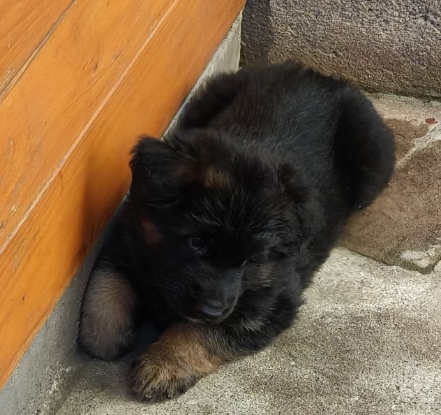 Cuccioli Pastore Tedesco pelo lungo
