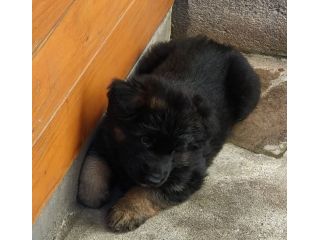 Cuccioli Pastore Tedesco pelo lungo