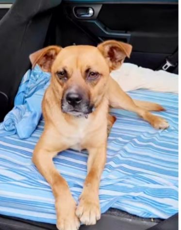 18mesi 15kg SALITO A MILANO E TORNATO DOPO 10GG IN CALABRIA!!! HELP - Foto 5