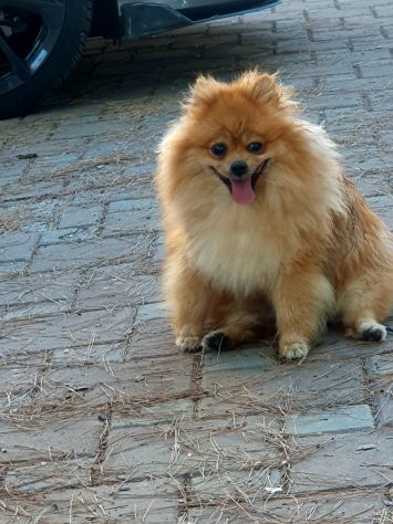 Disponibile maschio spitz di pomerania nano per monta - Foto 2