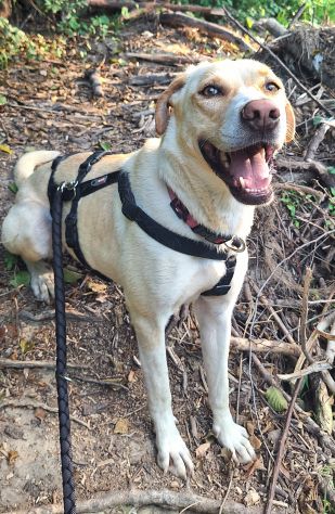 Lily 2 anni mix labrador - Foto 3
