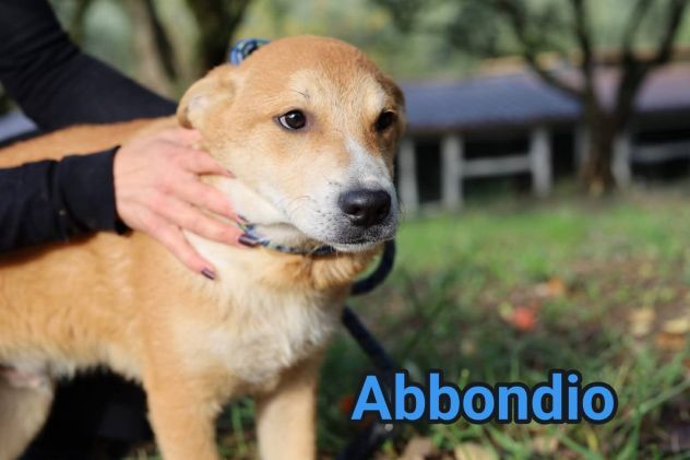 RODRIGO E ABBONDIO CUCCIOLI IN ADOZIONE - Foto 6