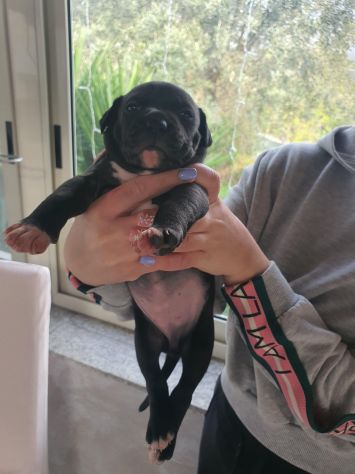 Cuccioli pitbull - Foto 3