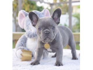 BOULEDOGUE - BULLDOG FRANCESE CUCCIOLI BLU - pag in comode rate