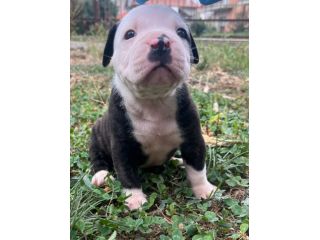 Cuccioli American Bulldog