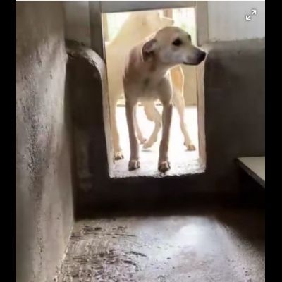 JANNICH E CARLOS CUCCIOLI IN ADOZIONE - Foto 2