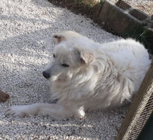 CANE IN ADOZIONE: GREG - Foto 5