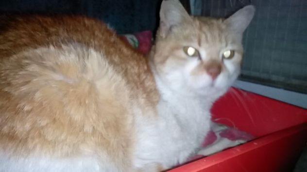 EMMA, dolcissima micetta agée - Foto 2