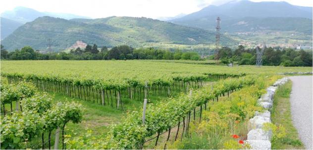 V000347 - VENDESI TERRENO AGRICOLO PINOT GRIGIO - Foto 6