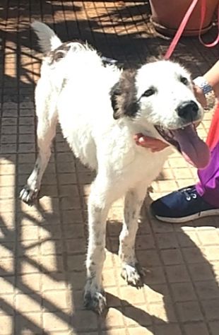 Il dolce Snoopy cerca la sua famiglia questa volta per sempre - Foto 3