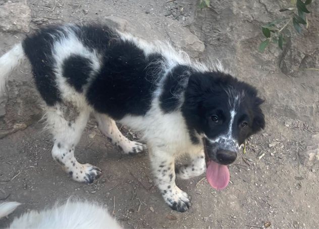Zorro cucciolo