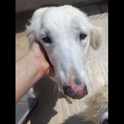 MELODY MIX GOLDEN RETRIVER  CUCCIOLONA IN ADOZIONE - Foto 4