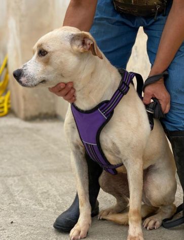 Triny da cucciola vive in canile - Foto 7