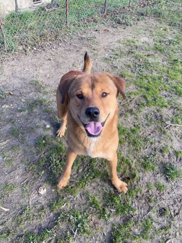 SIGFRIDO detto WINNIE POOh per la sua dolcezza cane in adozione - Foto 6