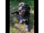 TIMIDO E PACATO CAGNOLINO IN ADOZIONE