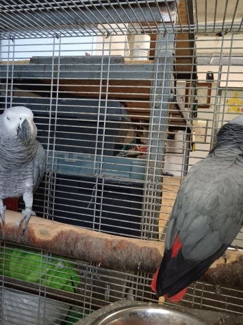 Coppia cenerini più voliera - Foto 7