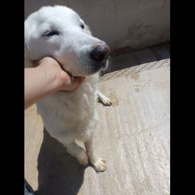 MELODY MIX GOLDEN RETRIVER  CUCCIOLONA IN ADOZIONE - Foto 3