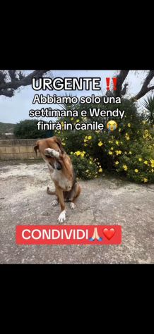 Wendy 18mesi mollata in strada a breve in canile.SUD - Foto 4