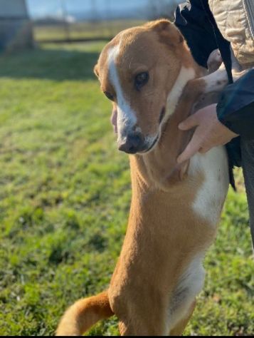 MAI SCELTI: CANI IN ADOZIONE - Foto 2