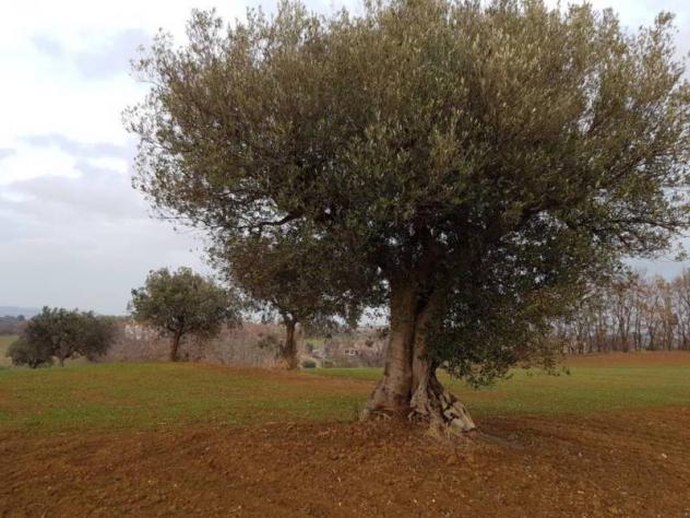 Agricolo in vendita a Cupra Marittima - Foto 9