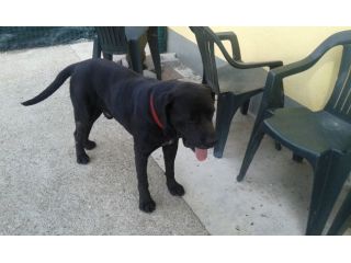BRUNO, splendido mix labrador