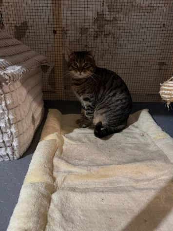 TIGRO, tenero gatto in adozione! - Foto 7