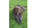 Gastone 3anni simil Pastore Fonnese splendido finito in canile.SUD