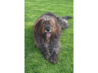 Gastone 3anni simil Pastore Fonnese splendido finito in canile.SUD