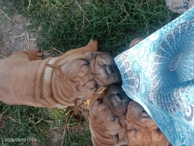 Shar Pei (cuccioli di SharPei) - Foto 5