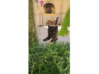 Matcha: cucciola 2 mesi
