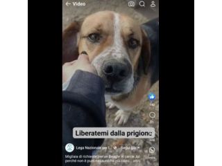 BENNY LA DOLCEZZA, CAGNOLINO BEAGLE ADOZIONE