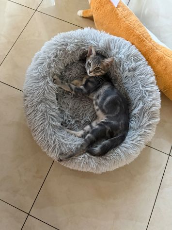 PRINCIPE - gattino di 3 mesi - Foto 7