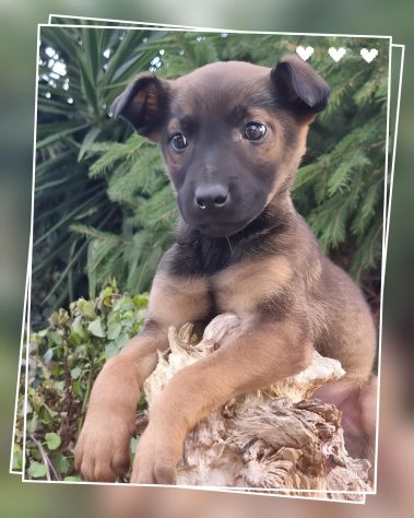 Allevamento Pastore Belga Malinois Cuccioli Pedigree ENCI - Foto 2