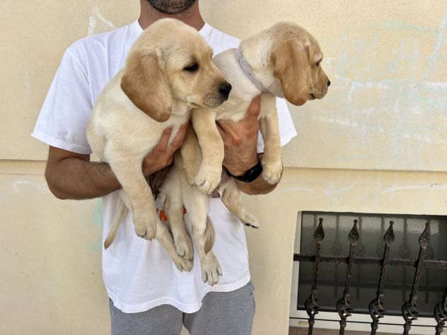 Cuccioli di Labrador Retriever - Foto 5