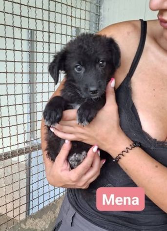 TANO, TURI, CETTA, MENA CUCCIOLI IN ADOZIONE - Foto 4