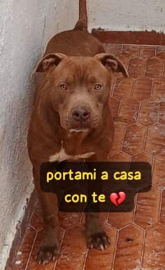 RED AMSTAFF 2 ANNI E’ IN CANILE