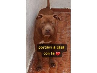 RED AMSTAFF 2 ANNI E’ IN CANILE