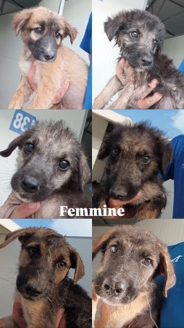 22 cuccioli da accasare!! SOS ABBANDONI SICILIA - Foto 5