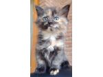 Vendesi gatti Siberiani cuccioli