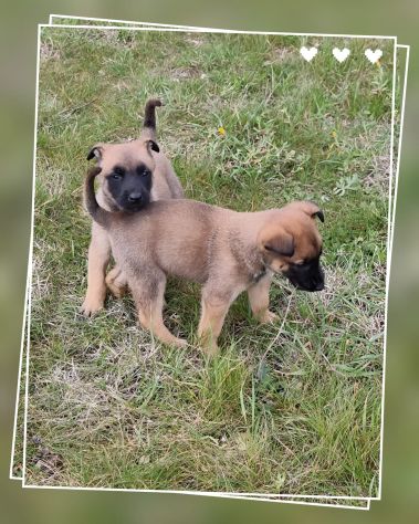 Cuccioli Pastore Belga Malinois Benevento Avellino