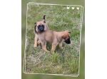 Cuccioli Pastore Belga Malinois Benevento Avellino