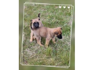 Cuccioli Pastore Belga Malinois Benevento Avellino