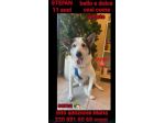 Mix Husky 11anni gli hanno rotto 1zampa...BRESCIA
