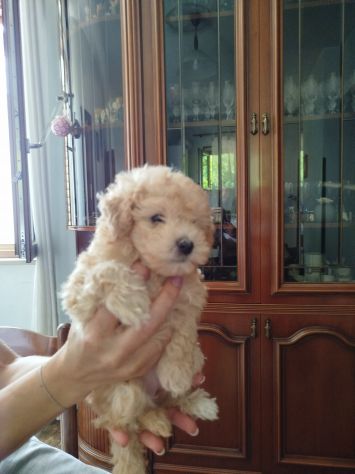 Barboncino toy - Foto 2