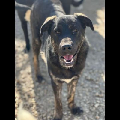 TRONKY AFFETTUOSO E GIOIOSO CANE IN ADOZIONE - Foto 4