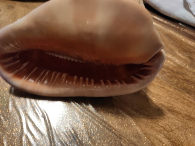 conchiglia gigante - Foto 3