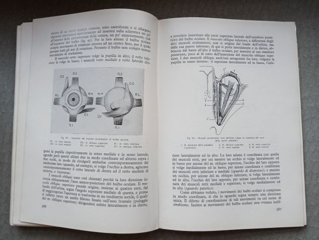 ANATOMIA PER GLI ARTISTI, Ed. F.lli Lega 1968. - Foto 8