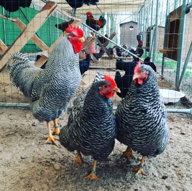 GALLINE AMROCK - Foto 2