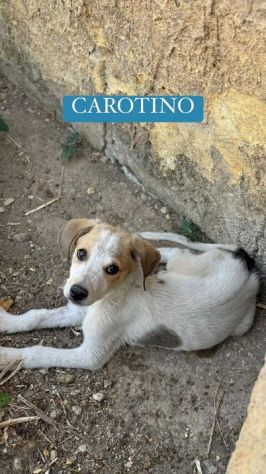 CAROTINO CUCCIOLO IN ADOZIONE - Foto 5
